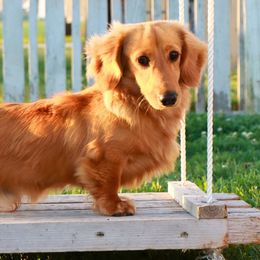 Dachshunds from Caleb Ramer