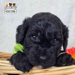 LIME - Black male Goldendoodle puppy in Rockledge, Florida from Stormie's Doodles