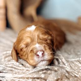 Honey - Caramel female Australian Labradoodle puppy in Decatur, Alabama from Southern Meadows Doodles