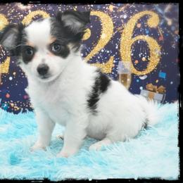 Twinkle - Black and white female Chihuahua puppy in Demorest, Georgia from Sourpatch Chihuahuas