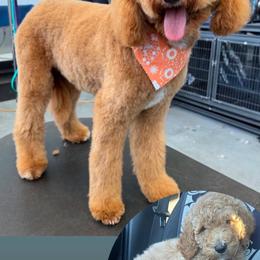 Goldendoodle All Grown Up from Zari Benji Doodles