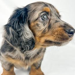 Cadbury - Dapple male Dachshund puppy in Sacramento, California from MiniDoxPups