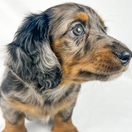 Cadbury - Dapple male Dachshund puppy in Sacramento, California from MiniDoxPups