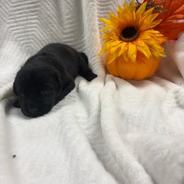 Black female - Black female Labrador Retriever puppy in Stuart, Virginia from Russell Creek Labradors