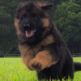 Green Collar - MacPherson Vom Zuflucht - Black and red male German Shepherd puppy in Charlotte, North Carolina from Zuflucht K9s