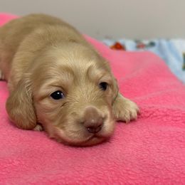 Girl 1 - Cream female Dachshund puppy in Hensley, Arkansas from Fink Dachshund Farm - Central Arkansas