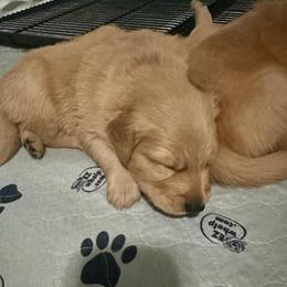 Black Collar - Golden male Golden Retriever puppy in Tulsa, Oklahoma from Triple J Goldens, LLC