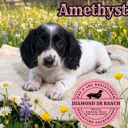AMETHYST - Piebald female Dachshund puppy in Columbia, Louisiana from Diamond 5R Ranch AKC & CKC Miniature Dachshunds