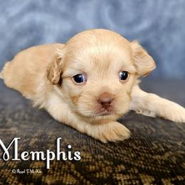 Memphis - Apricot male Mi-Ki puppy in Elizabeth, Colorado from Royal T Mi-Kis