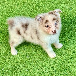 Red Merle 1 - Red merle female Miniature Australian Shepherd puppy in Lemon Cove, California from Magic Ranch Mini Aussies