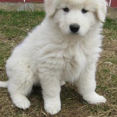 Maremma Sheepdog Puppies from Stoneybrook Working Dogs