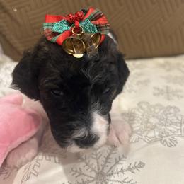 Star - Parti female Poodle puppy in Mobile, Alabama from Semmy’s Standard Poodle LLC