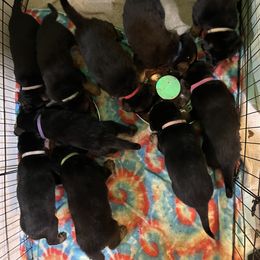 German Shepherd Puppies from Dady Shepherds