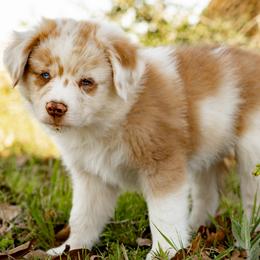 Chai - Red merle male Miniature Australian Shepherd puppy in Hearne, Texas from Wigglebutts Unlimited