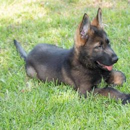 German Shepherd Puppies from Vom Chlex Haus