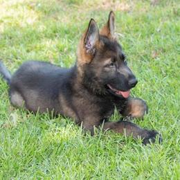 German Shepherd Puppies from Vom Chlex Haus