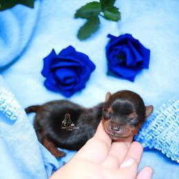 Yorkshire Terrier Puppies from Essence of Grace Yorkies