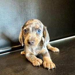 Max - Dapple male Dachshund puppy in Nederland, Louisiana from M & M Pups
