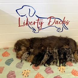 Boy 1 - Dapple Dachshund puppy in New Caney, Texas from Liberty Dachs