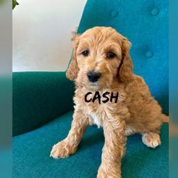 Cash - Apricot male Goldendoodle puppy in Glendale, Arizona from Follow Your Bliss Doodles