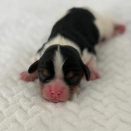 Alfie - Tri-color male Cavalier King Charles Spaniel puppy in Broxton, Georgia from Cavalier & Co.