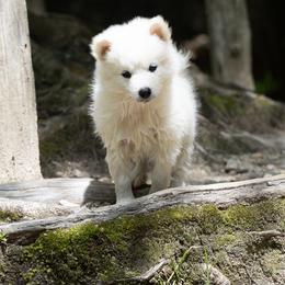 Pomsky Puppies from New World Pomskies