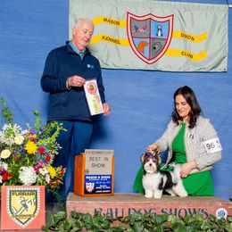 Biewer Terrier Puppies from Allure Biewer Terriers