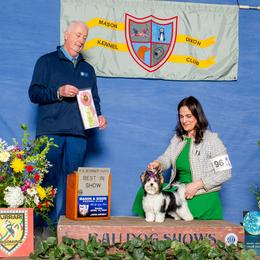 Biewer Terrier Puppies from Allure Biewer Terriers