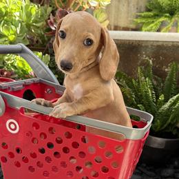 Pearl - Cream female Dachshund puppy in Atwater, California from Jes & 3 weens