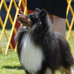 Dante - Shetland Sheepdog