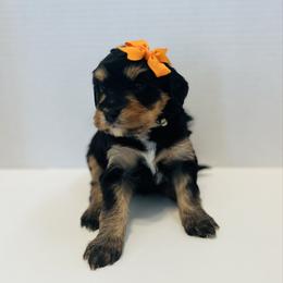 Sassy-White - Tri-color female Bernedoodle puppy in Casper, Wyoming from 307 Doodles