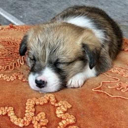 Pembroke Welsh Corgi puppies from Lola’s Corgis