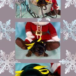 Moonburst - Black and tan male Cavalier King Charles Spaniel puppy in De Pere, Wisconsin from Rose Garden Kennels