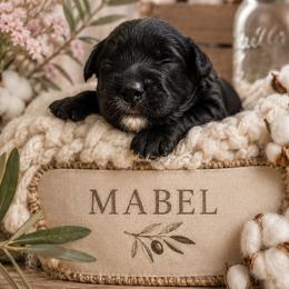 Mabel (Pink) - Black phantom female Aussiedoodle puppy in Byron, Georgia from Southern Olive Doodles 🫒