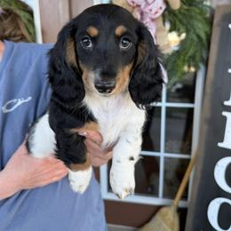 Male 2 LIMITED AKC - Piebald male Dachshund puppy in Aurora, Missouri from Baker Farms
