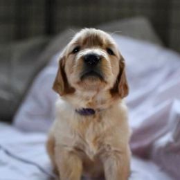 Bernedoodle and Golden Retriever Puppies from Golden Light Puppies