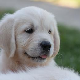 Golden Retriever Puppies from OC Goldens