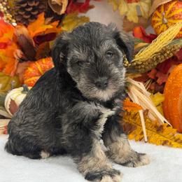 Gypsy Male 3 - Salt and pepper male Miniature Schnauzer puppy in Pageland, South Carolina from New Haven Farms