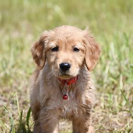 Girl 1 - female Golden Retriever puppy in Milan, Tennessee from Ivy League Golden Retrievers