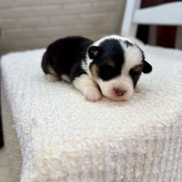 Pebbles - Black and tan female Pembroke Welsh Corgi puppy in Payson, Utah from Spring Creek Aussies + Corgis