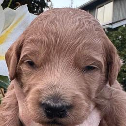 Casper - Blue collar - Apricot male Goldendoodle puppy in Puyallup, Washington from Dawnie’s Doodles