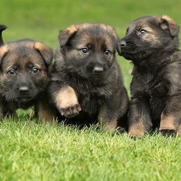 German Shepherd Puppies from Zobelhund German Shepherds