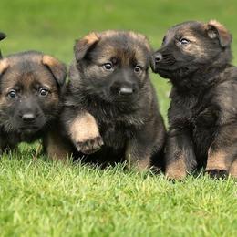German Shepherd Puppies from Zobelhund German Shepherds