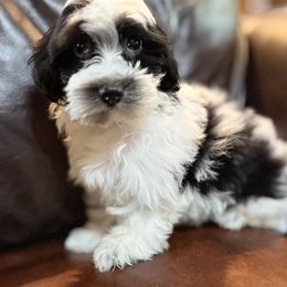 Oreo - Black and white male Havanese puppy in Lancaster, South Carolina from 3 Bs Havanese-PUPPIES with  PURPOSE