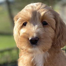  Puppies from Monique  Algera