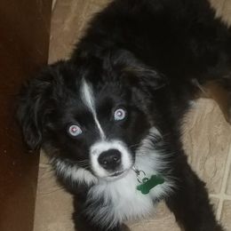 Australian Shepherd Puppies from BK Rustic Aussies