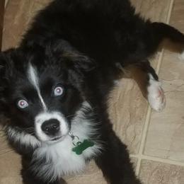 Australian Shepherd Puppies from BK Rustic Aussies