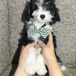 Luigi - Black and white Aussiedoodle puppy in Houston, Texas from Jomelkin Furry Pals