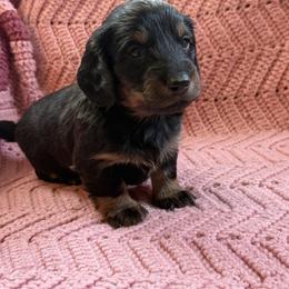 Girl 3 - female Dachshund puppy in New Ross, Indiana from Spring Brook Farms, LLC