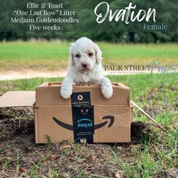 Ovation - Parti female Goldendoodle puppy in Paxville, South Carolina from Pack Street Pups